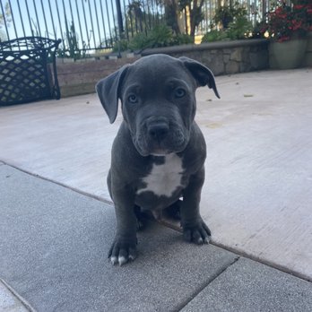 Priceless Pet Rescue - Costa Mesa - one of our fosters, Odin - Pet Adoption Near Me - Costa Mesa, California Priceless Pet Rescue - Costa Mesa - one of our fosters, Odin - Pet Adoption Near Me - Costa Mesa, California