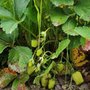 Photo of Harvold Berry Farm