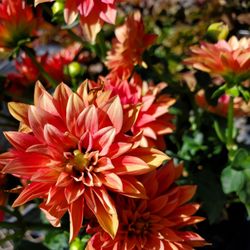Little Red Hen - Nursery - A splash of color in the garden.