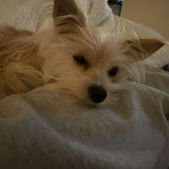 Four Paws Inn - You can see all the gunk coming out of her eye and how irritated it was. - Pet Sitting Near Me - Banning, California