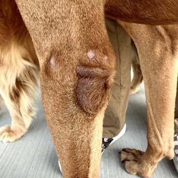 Golden Meadows Retrievers - Joint sores. - Pet Training Near Me - Moorpark, California Golden Meadows Retrievers - Joint sores. - Pet Training Near Me - Moorpark, California