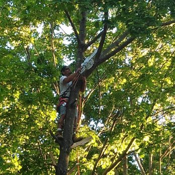 Firmes Family Landscaping - a man climbing a tree - Landscaping Near Me Firmes Family Landscaping - a man climbing a tree - Landscaping Near Me