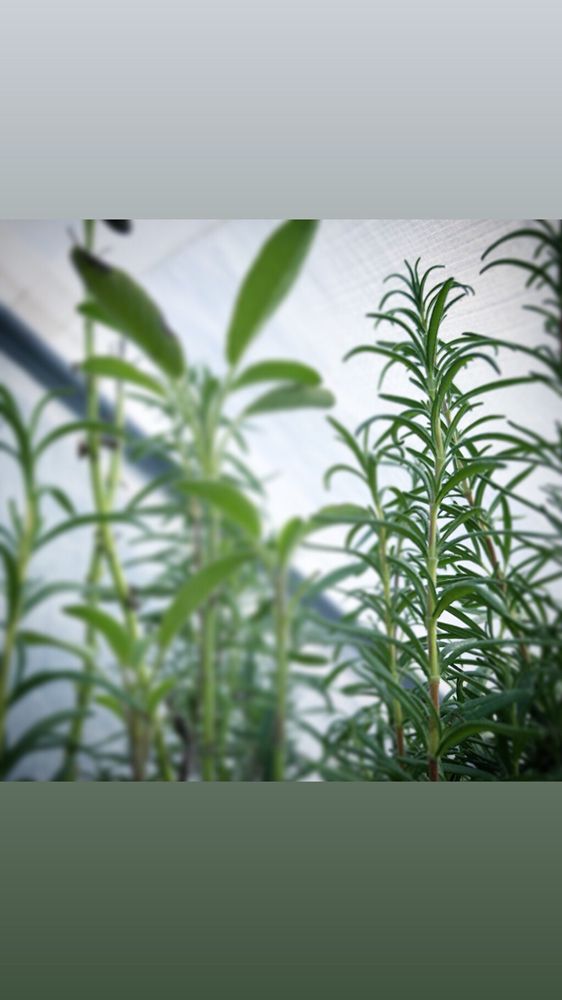 Magnolia Herb Farm - beekeeping in Medina, OH