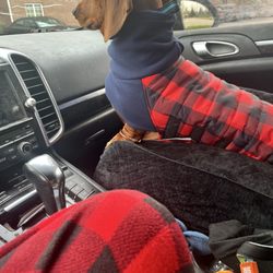 Walmart - Medical alert, dog, Slinkie