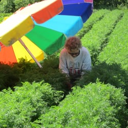Rehoboth Homestead - Beth weeding carrots, in the shade.  We use beach umbrellas for shade a LOT.  Really appreciate them.