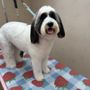 Photo of Bare Bones Dog Wash