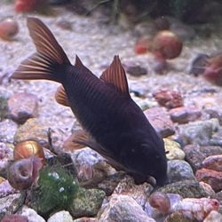 Tsunami Aquatics - Corydoras Schultzei "Black Venezuelan"