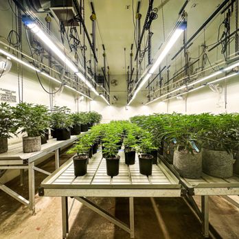 Seed & Smith - Cannabis Dispensaries Near Me - Denver, Colorado Seed & Smith - Cannabis Dispensaries Near Me - Denver, Colorado