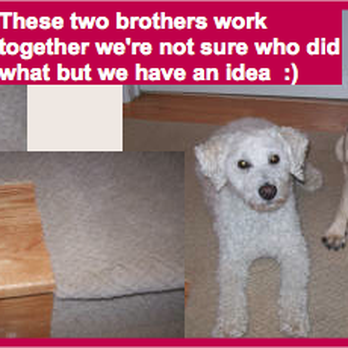 Carpet Repairman - Another snag on the edge of a carpet. The question is.... whodunnit? - Carpet Cleaning Near Me Carpet Repairman - Another snag on the edge of a carpet. The question is.... whodunnit? - Carpet Cleaning Near Me