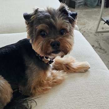 Pet Haven Grooming & Boutique  - POPCORN (AKA Poppa da pop) - Pet Groomers Near Me - Lighthouse Point, Florida