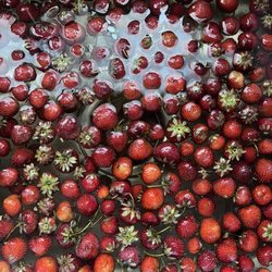 Olive Berry Acres - Strawberries