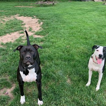 The Simon Foundation - A picture from last week about 9 months after adoption with her brother Percy! - Pet Training Near Me - Bloomfield, Connecticut