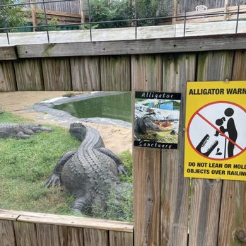 Critchlow Alligator Sanctuary - Big gator - Animal Shelters Near Me - Athens, Michigan