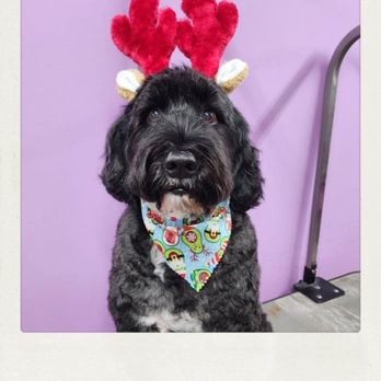 Pets Boutique - Pet Groomers Near Me - Manhasset, New York