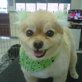 Noah's Ark Pet Salon - Pet Groomers Near Me - Sevierville, Tennessee Noah's Ark Pet Salon - Pet Groomers Near Me - Sevierville, Tennessee