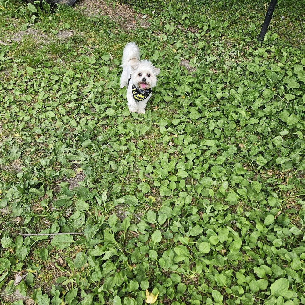 Hooksett Dog Park - Dog Parks Near Me - Hooksett, New Hampshire Hooksett Dog Park - Dog Parks Near Me - Hooksett, New Hampshire