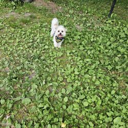 Hooksett Dog Park