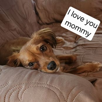 PetSmart Dog Training - I love you too Bella!!!! - Pet Stores Near Me - Menifee, California