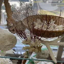 Nautical Collections Shells & Gifts - Coral & sea fan