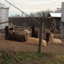 Graceful Glen Alpacas - Sitting Alpaca!