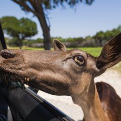 Fossil Rim Wildlife Center