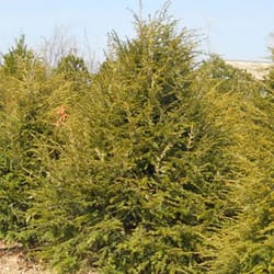 Hoosier Home & Garden