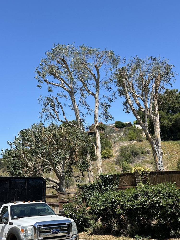J Rojas Tree Services - tree service in San Diego, CA
