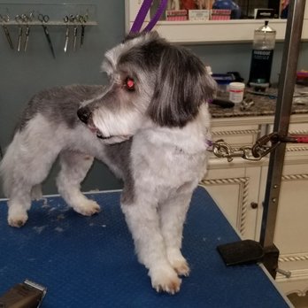 Doggie Dooz - Pet Groomers Near Me - Lindenhurst, New York