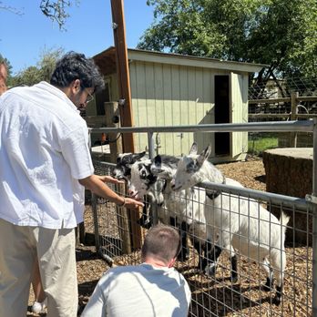 The Red Barn Farm - Goats galore ! - Venues & Event Spaces Near Me - Redmond, Washington The Red Barn Farm - Goats galore ! - Venues & Event Spaces Near Me - Redmond, Washington