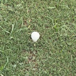 Pecan Lakes Golf Club - Mushrooms