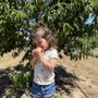 Photo of Bloomfield Cherries