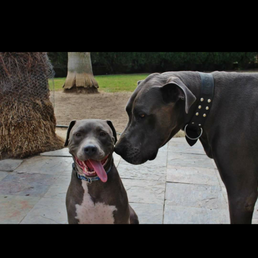 Thor and his fave friend! Thor and his fave friend!