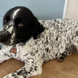 Wag-N Tails Pet Salon - Looking quite handsome after his recent visit.