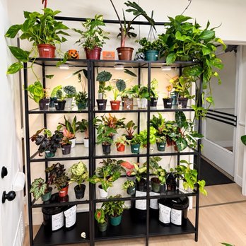 The Luxe Leaf - Nurseries & Gardening Near Me - Bakersfield, California