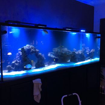 Hammer Aquatics - 300 gallon fish only - Aquarium Services Near Me - Menifee, California Hammer Aquatics - 300 gallon fish only - Aquarium Services Near Me - Menifee, California