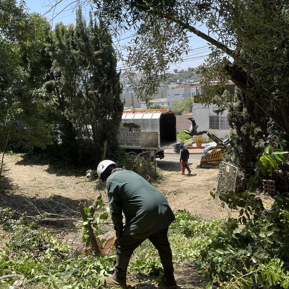 Inexpensive Tree Services - Yard clearance help with mini dozer for loading logs - Tree Services Near Me - Los Angeles, California