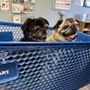Photo of Soigne Pets