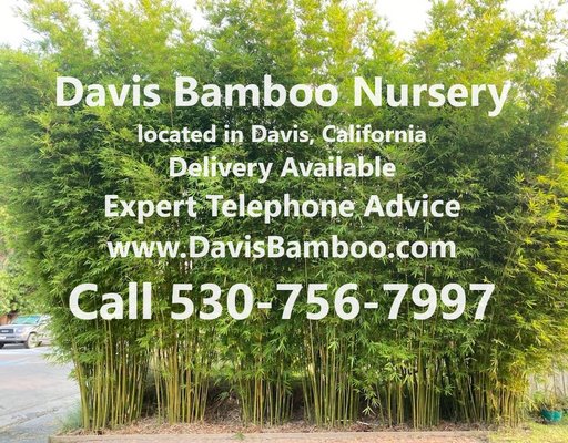 We take calls from 9AM-9PM Every Day - Davis Bamboo Nursery is located in Davis, California. We offer a wide variety of bamboo cultivars and stock a large inventory. Our bamboo plants are available for pickup in the Davis area or can be delivered to you in California and surrounding states. Each sale includes expert advice provided over the telephone. We take calls from 9 AM to 9 PM, seven days a week. All of our sales start with a phone call so please visit our website and call us if you are interested in purchasing bamboo. We take calls from 9AM-9PM Every Day - Davis Bamboo Nursery is located in Davis, California. We offer a wide variety of bamboo cultivars and stock a large inventory. Our bamboo plants are available for pickup in the Davis area or can be delivered to you in California and surrounding states. Each sale includes expert advice provided over the telephone. We take calls from 9 AM to 9 PM, seven days a week. All of our sales start with a phone call so please visit our website and call us if you are interested in purchasing bamboo.