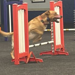 Riverside Canine Center - Our Dog Keeva loves his agility classes here!