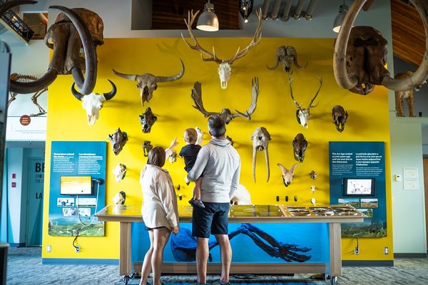 Yukon Beringia Interpretive Centre by null