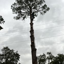 L&G landscaping - Pine tree removal