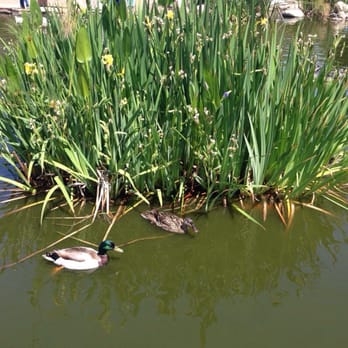 CSUN Pond - Plants growing in the pond - Parks Near Me - Los Angeles, California CSUN Pond - Plants growing in the pond - Parks Near Me - Los Angeles, California