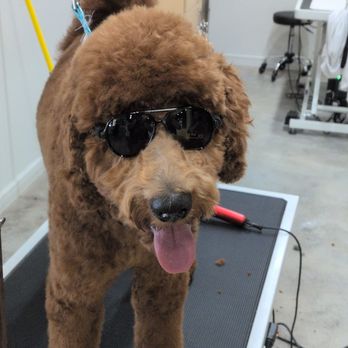 Well Groomed Pets West Bradenton - Pet Groomers Near Me - Bradenton, Florida Well Groomed Pets West Bradenton - Pet Groomers Near Me - Bradenton, Florida