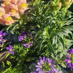 A & P Nurseries & Lawn Mower Shop