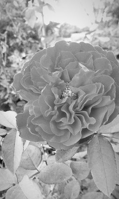 Rose Garden at Victory Park by null