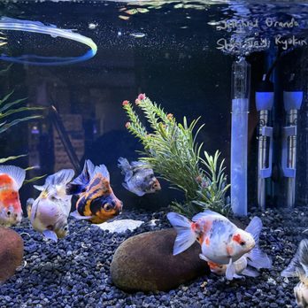 Ultimate Aquarium - Aquarium Services Near Me - San Mateo, California