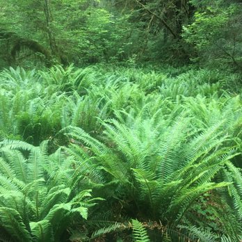 Hoh Rainforest - Hiking Near Me - Forks, Washington Hoh Rainforest - Hiking Near Me - Forks, Washington