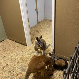 Kangaroos relaxing insde Kangaroos relaxing insde