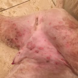 FLEA and TICK WOUNDS after being left at City Canine!