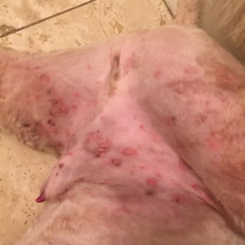 City Canine - FLEA and TICK WOUNDS after being left at City Canine! - Pet Training Near Me - Houston, Texas
